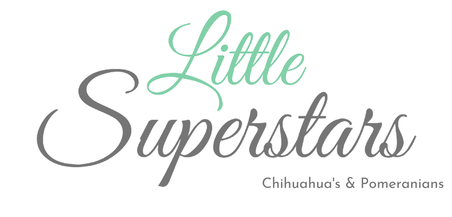 LITTLE SUPERSTARS CHIHUAHUA'S & POMERANIANS